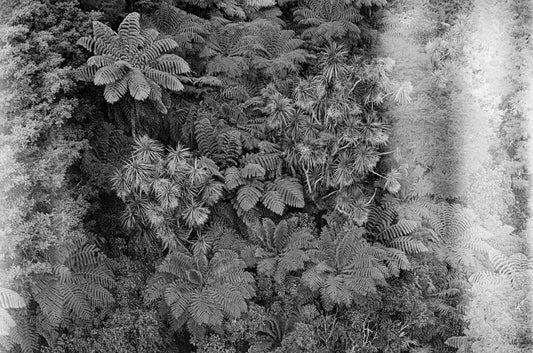 Returning to Film: Exploring Nature & Portraits in Black and White