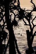 Fine art photography print of silhouetted pandanus palms and surfers in golden morning light at Cabarita Beach, NSW Australia.