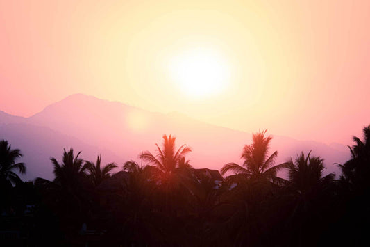 Image of vivid sunrise colours over silhouette of palms and faint shapes of mountains in La Saladita, Mexico