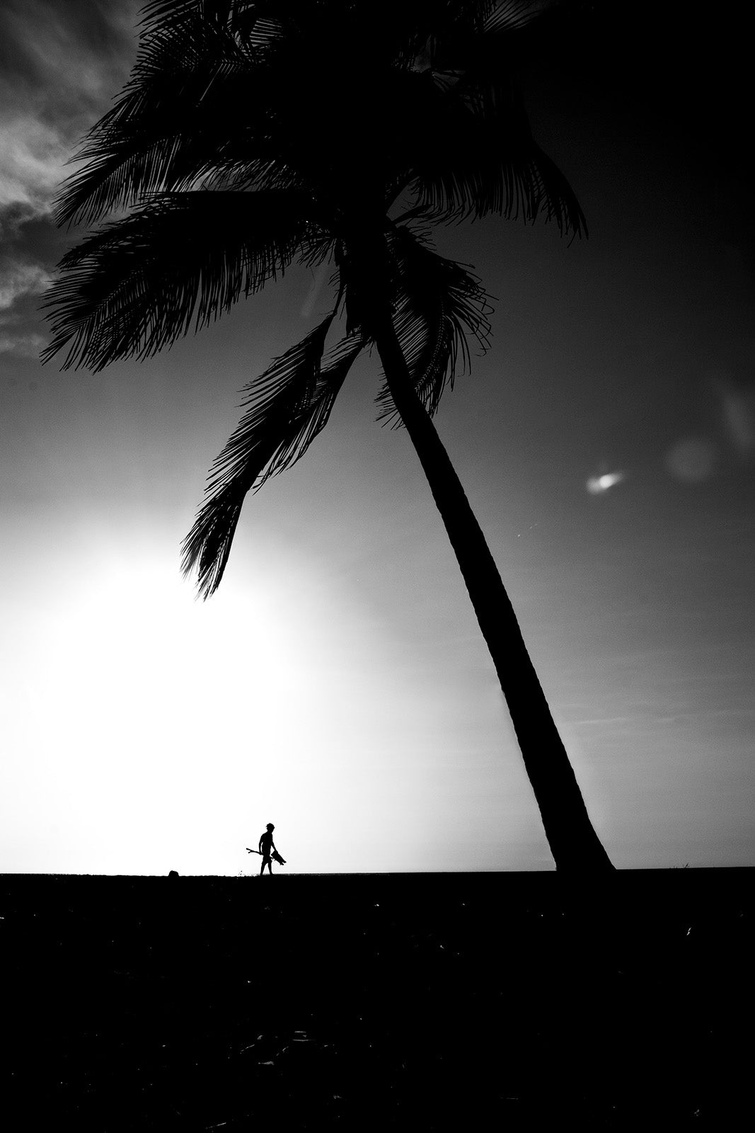 Silhouette of a palm tree with a person walking below against a dark sky