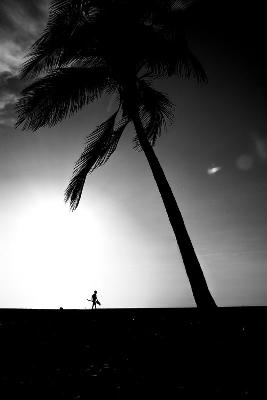 Silhouette of a palm tree with a person walking below against a dark sky